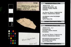 Foto (Objekt + Etikett) von Munidopsidae indet.  (NHMW-GEO-1990-0041-10160)